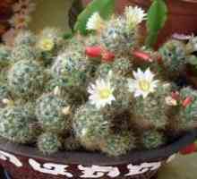 Cactus Mammillaria - puhast čudež: domača oskrba