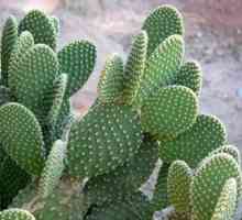 Kaktusova kurjasta hruška: domača oskrba