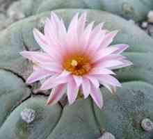 Kaktusni peyot: vrste in opis lophophora williamsii