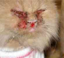 Calcitvirus pri mačkah: simptomi in zdravljenje