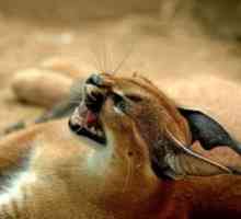 Karakalni puščavski ris: opis in skrb za stepsko mačko