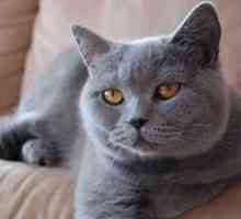 Kartezijska mačka ali mačka `Chartreuse`: vse o pasmi