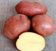 Krompir Bellarosa: opis sorte in njegove značilnosti