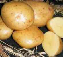 Krompir `gal `: opis in značilnosti sorte