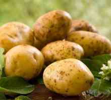Sreča krompirja: značilnosti gojenja, opis sorte