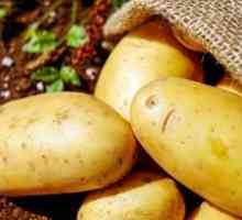 Zequara krompir: opis in opis