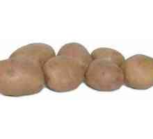 Krompirjev rozar: opis sorte in posebnosti gojenja