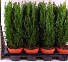 Cypress elwoodi: oskrba in sajenje doma