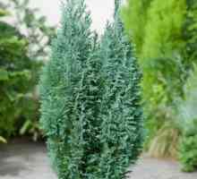 Cypress lavson elfwood: opis, negovanje in sajenje