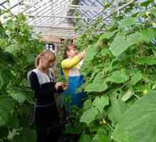 Kdaj in kako lahko sadik kumare v rastlinjaku