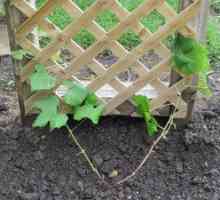 Kdaj in kako saditi grozdje na prostem