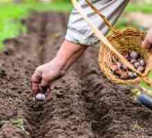 Kdaj in kako saditi česen