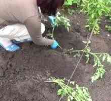 Kdaj saditi paradižnik na sadik in v tleh