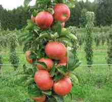 Jabolka v obliki debelega črevesa: opis drevesa, sajenje in negovanje