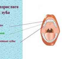 Korenine zobe pri odraslih in otroku