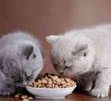 Hrana za mačke. Katero hrano naj izberem?