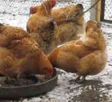 Krmne kokoši domov z različnimi vrstami krme