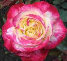 Kraljica dvobarvnih čajno-hibridnih vrtnic dvakrat delita