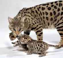 Cat Savannah - koliko je majhen domači gepard
