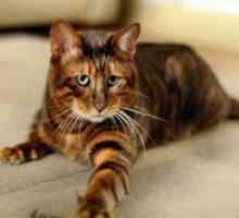 Cat Toger: Opis pasme, skrb in vsebina
