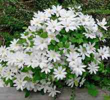 Lepe bele cvetove za vrtno parcelo