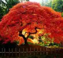 Rdeči japonski javor v pokrajini: sajenje in oskrba