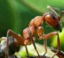 Kdo jede mravlje v naravi, kaj mravi jedo, svojo prehrano