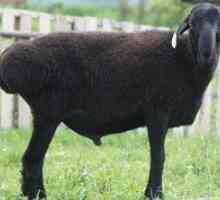 Ovčja ovca: vrste pasme, opis in vsebina