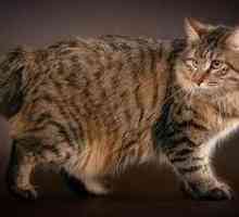 Kurilski Bobtail: neverjetna pasma mačk