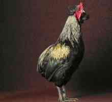 Araucana piščanec: opis pasme