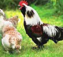 Chicken favela: opis in produktivnost pasme, vsebina