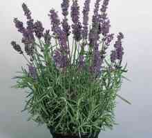 Lavender majhnih listov: vrste in opis lavandule angustifolia