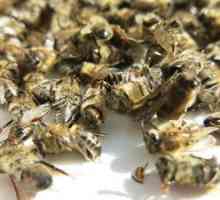 Terapevtske lastnosti čebele podmora in značilnosti uporabe