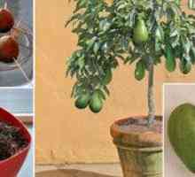 Ali je enostavno rasti avokado doma?