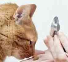 Leukemija pri mačkah: vzroki, simptomi in zdravljenje