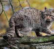 Forest mačka: način življenja evropske divje mačke