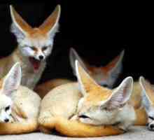 Fox lisica ali puščava lisica