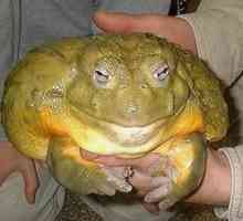 Žaba Golijat je največja žaba na svetu