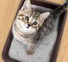 Pladenj za Cat: vrste. Cat WC z visokimi stranicami