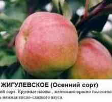 Najboljše sorte jablan za Sibir: opis in opis