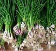Onions-Batun: sajenje, rast in skrb