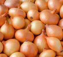 Onion Sturon: opis sorte in ustrezna oskrba