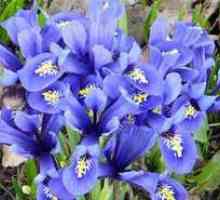 Bulb irises: pravilno saditev in skrb za cvet