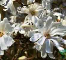 Magnolia zvezda: nego in gojenje