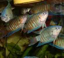 Majhen akvarij - 10 najcenejših rib akvarij