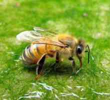 Malo znane možnosti: zdravljenje s čebelji užitki