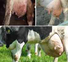 Mastitis v kravi: simptomi, diagnosticiranje in zdravljenje