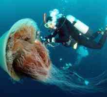 Medusa cianid - velika arktična oseba z levjo gripo