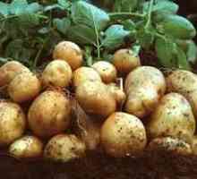 Metoda sajenja in gojenja krompirja pod slamo