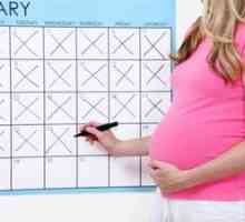 Metode, ki pomagajo pravilno šteti tedne nosečnosti